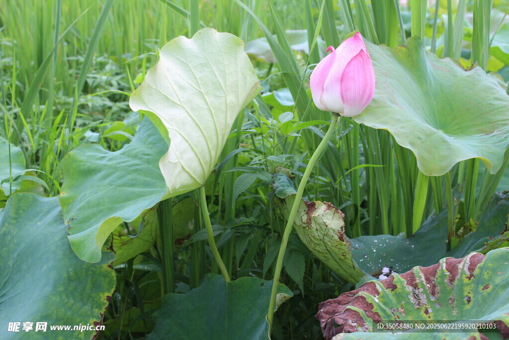 荷花