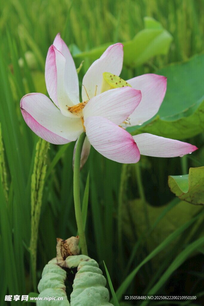 荷花 