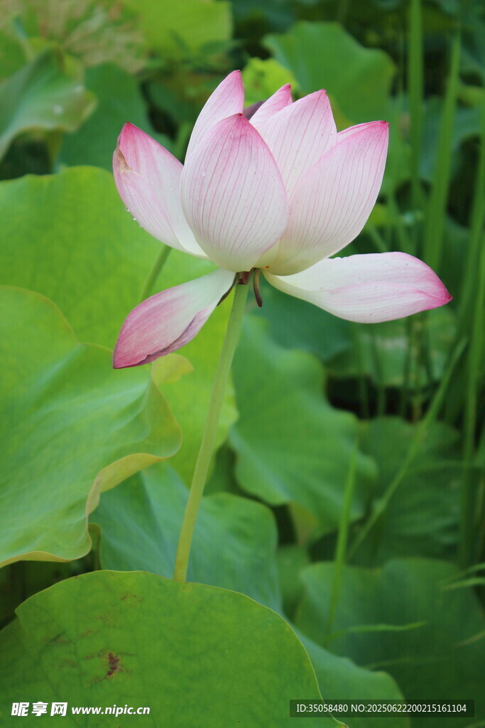  荷花