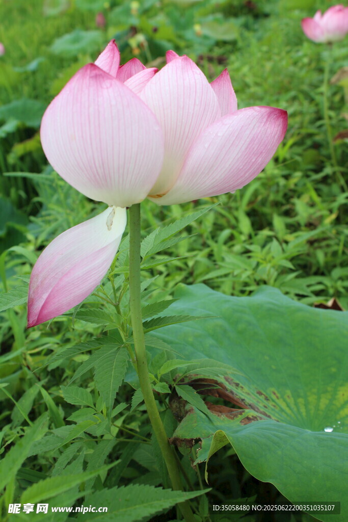 荷花  