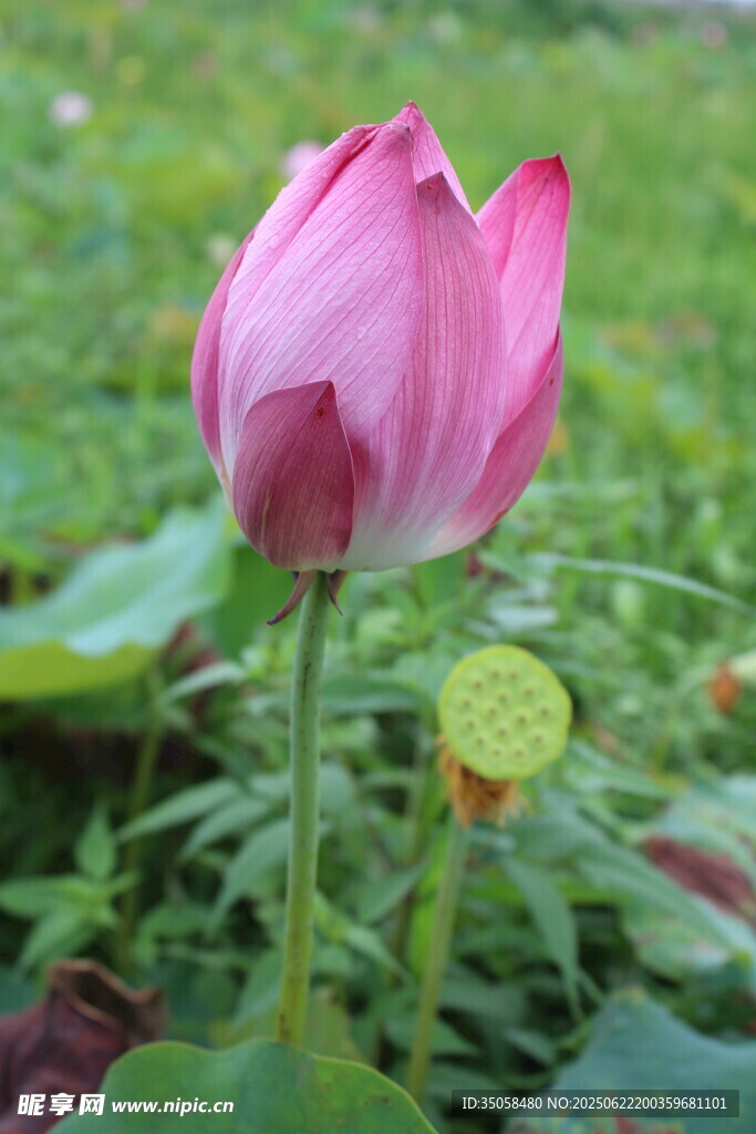 荷花  