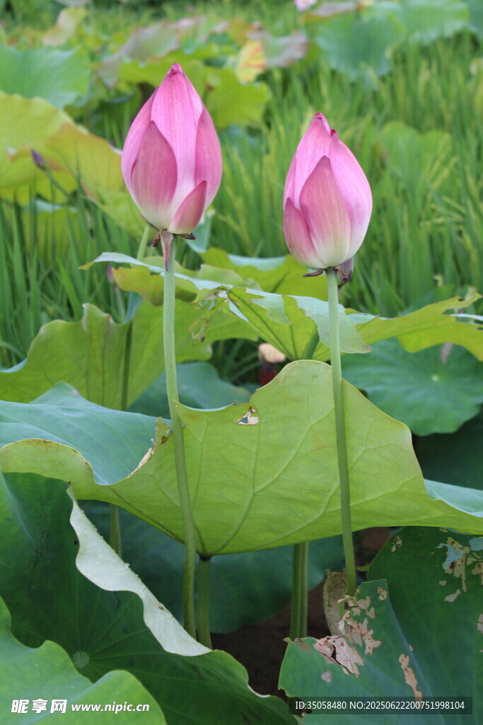 荷花 