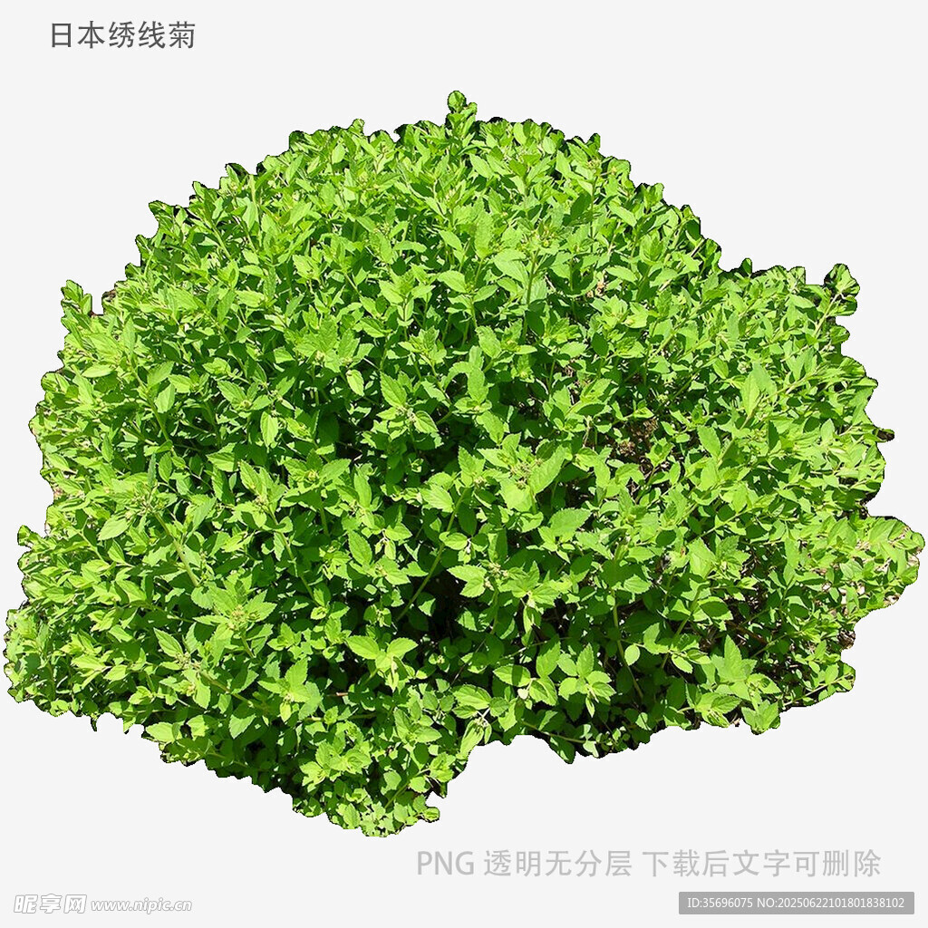 翠绿茂盛的球形绿植