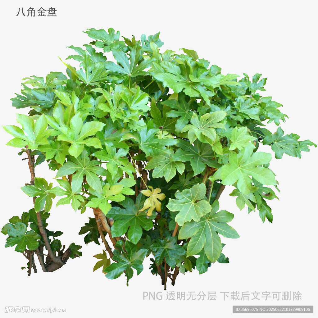 八角金盘绿植特写