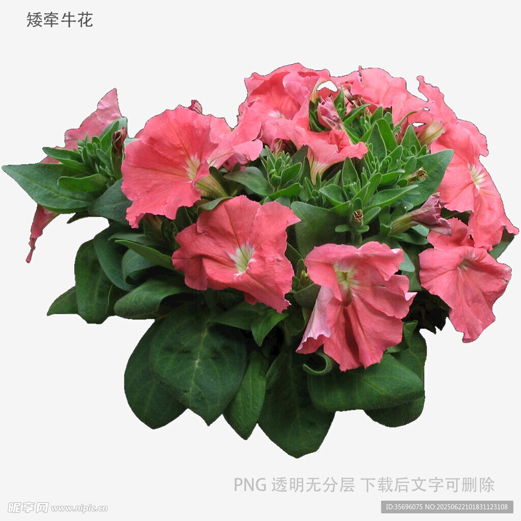 娇艳粉色矮牵牛花卉