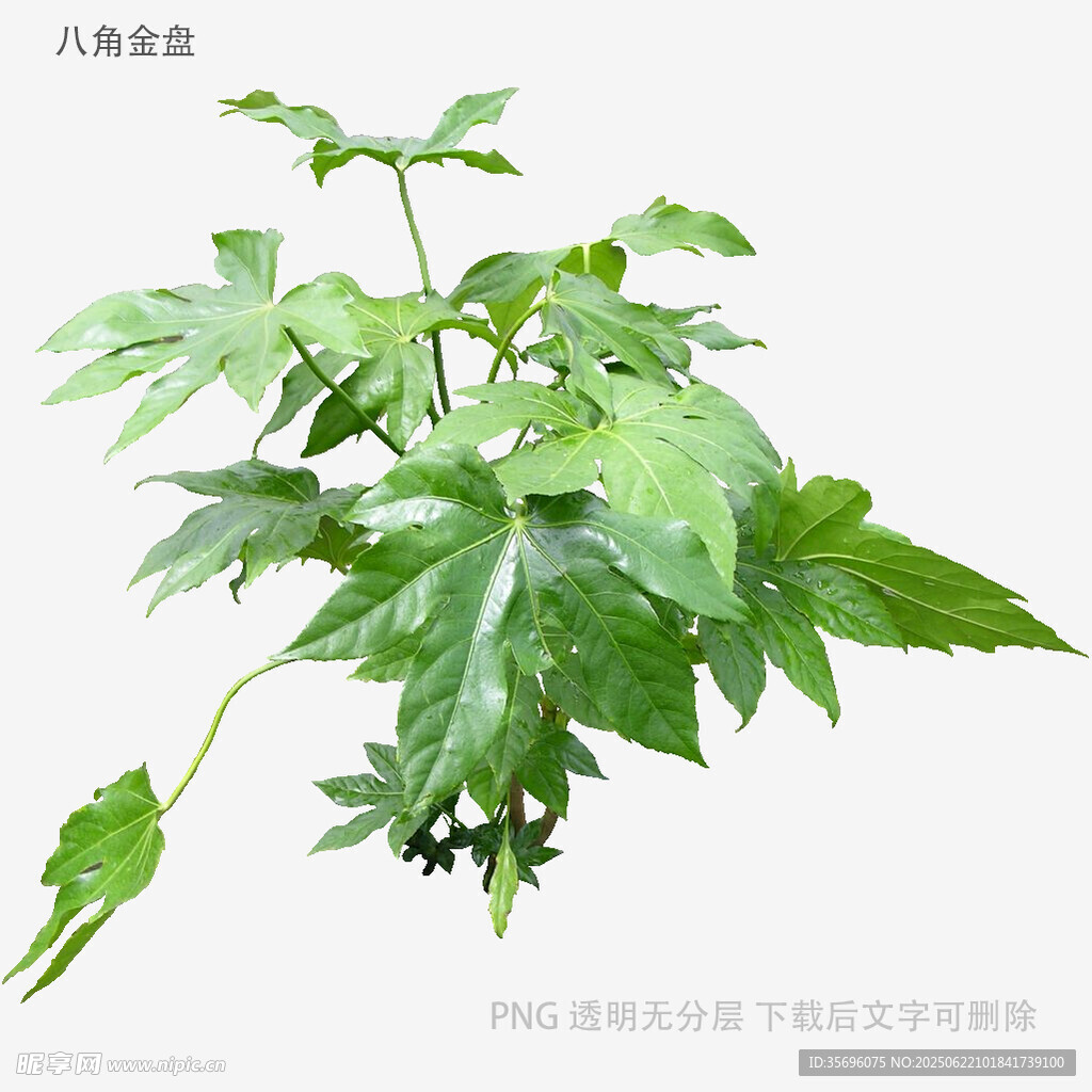 八角金盘绿植特写