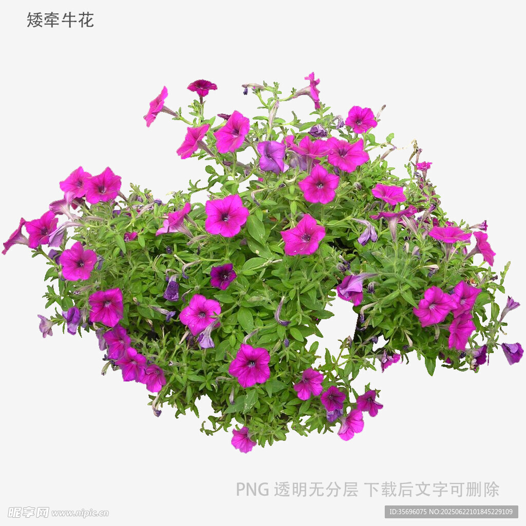 植物