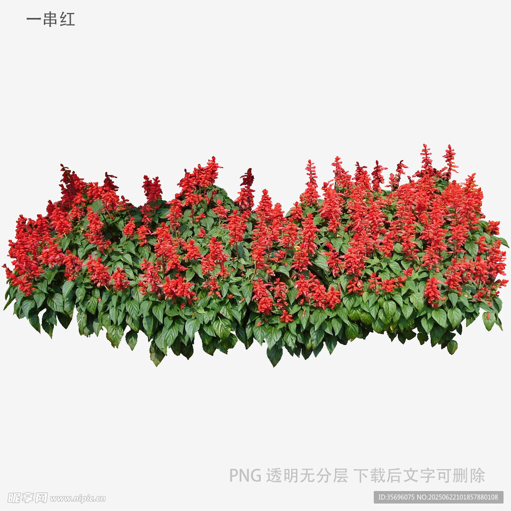 一排鲜艳的红色花卉