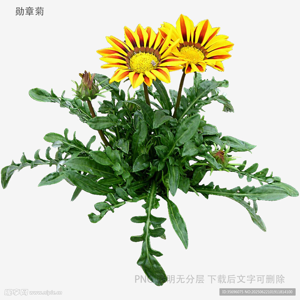 两朵艳丽勋章菊绿植