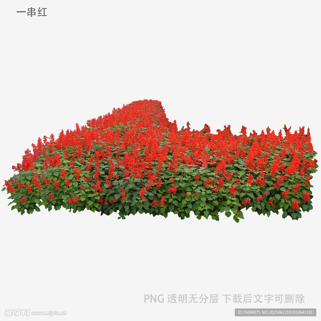 红色花卉景观