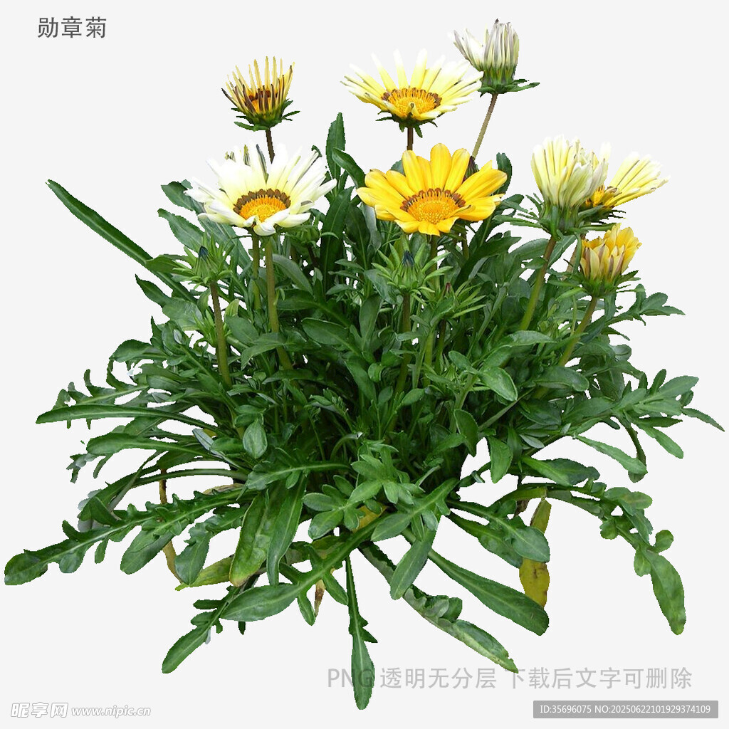 黄色小花绿植盆栽