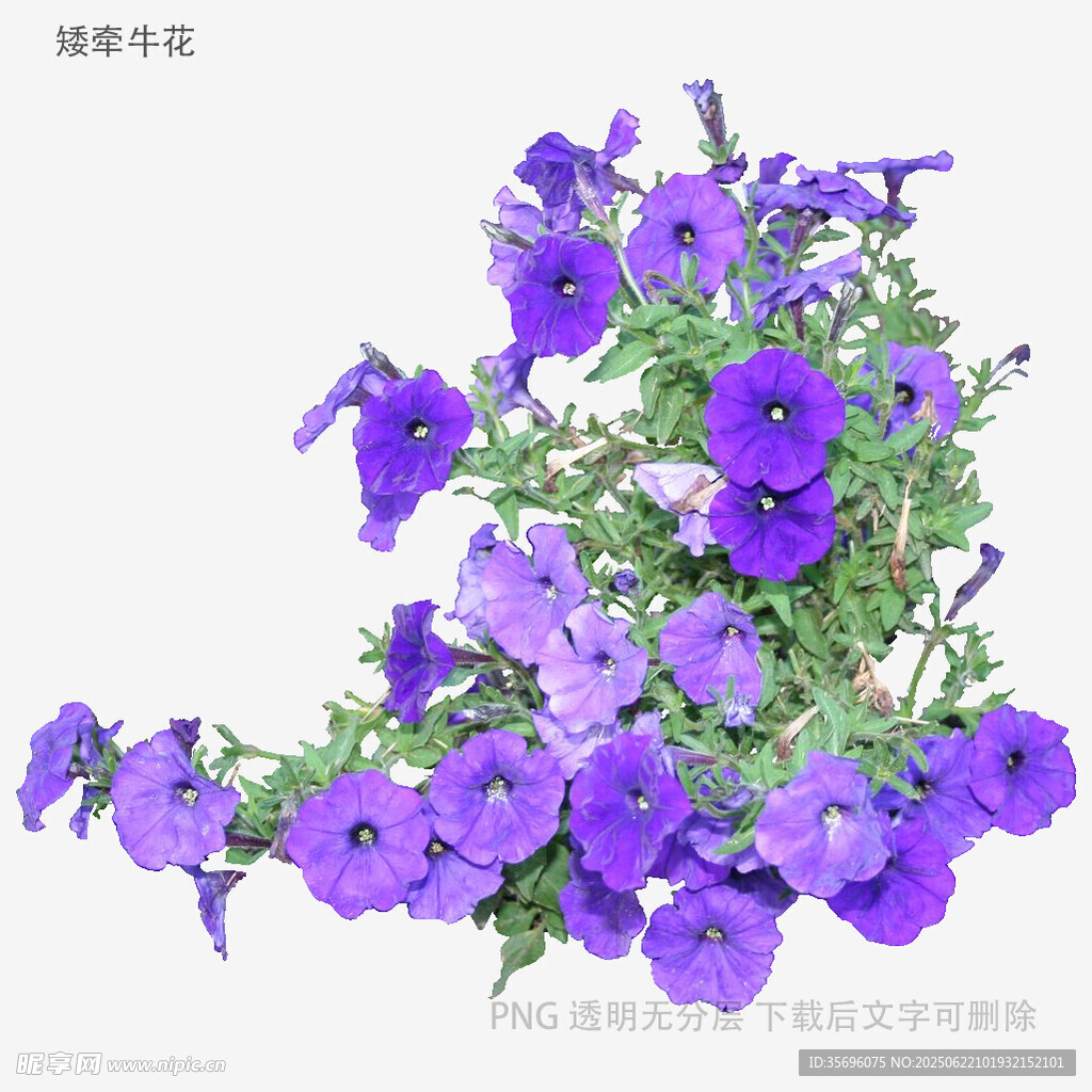 紫色矮牵牛花卉特写