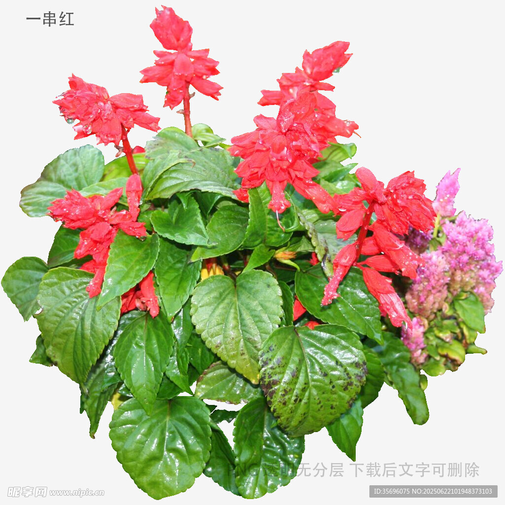 植物