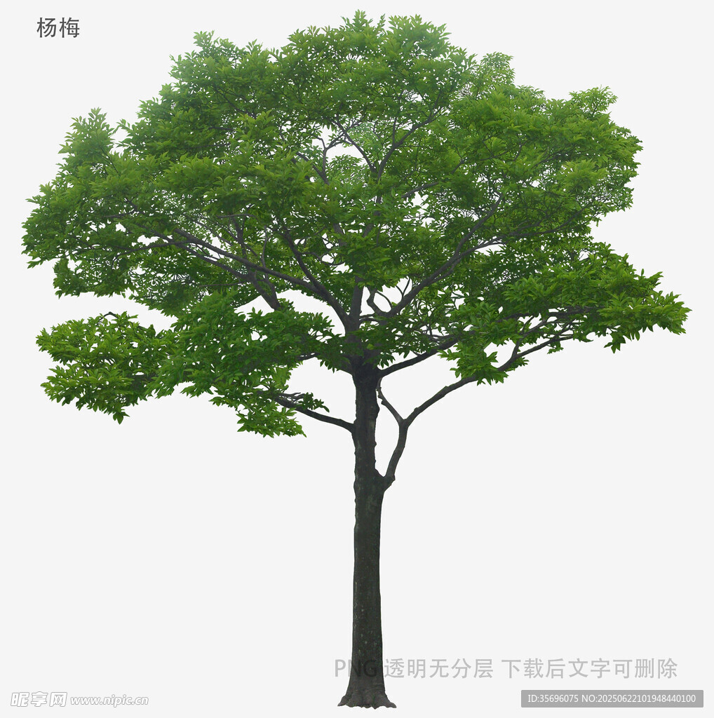 单棵茂盛绿树高清素材图