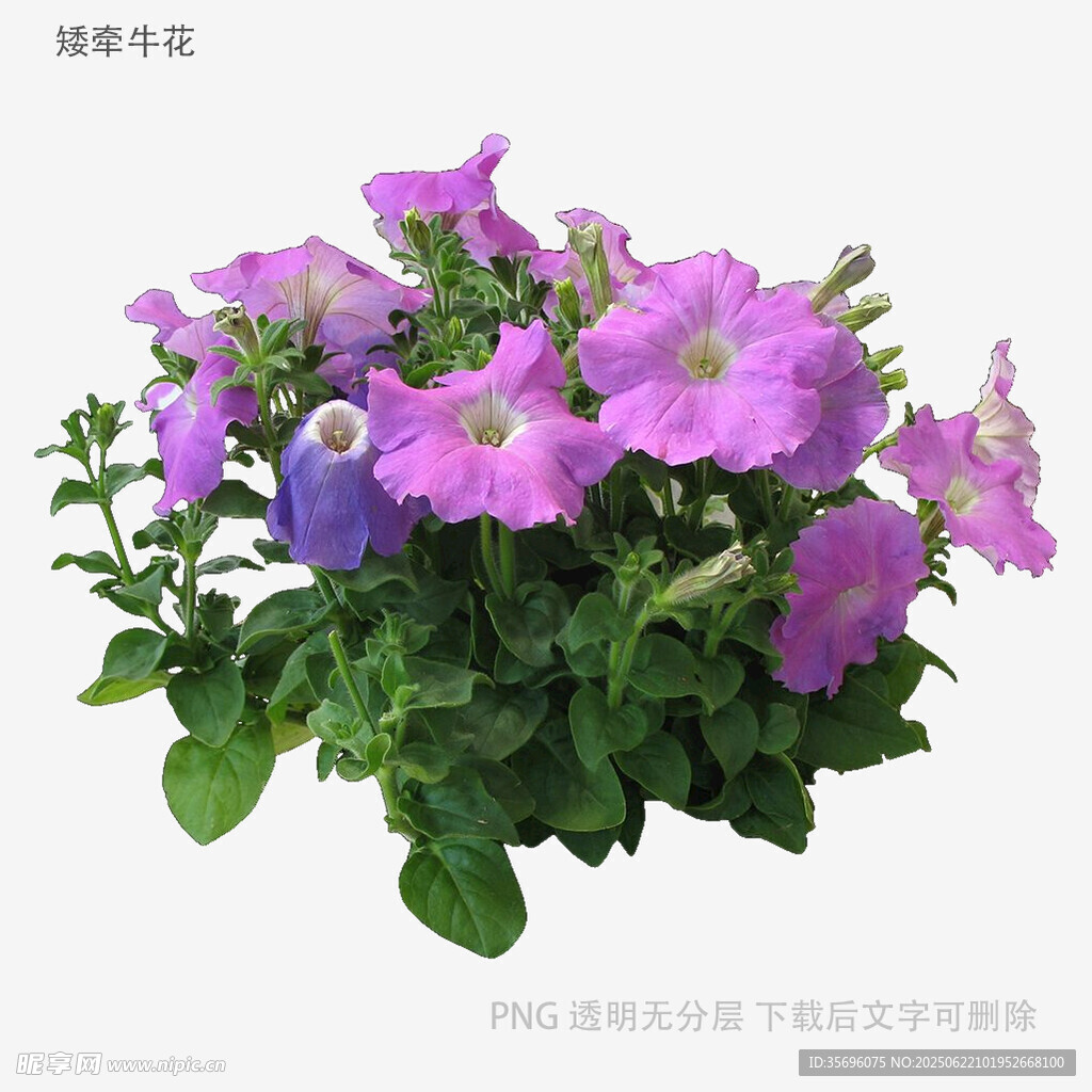 紫色矮牵牛花盆栽
