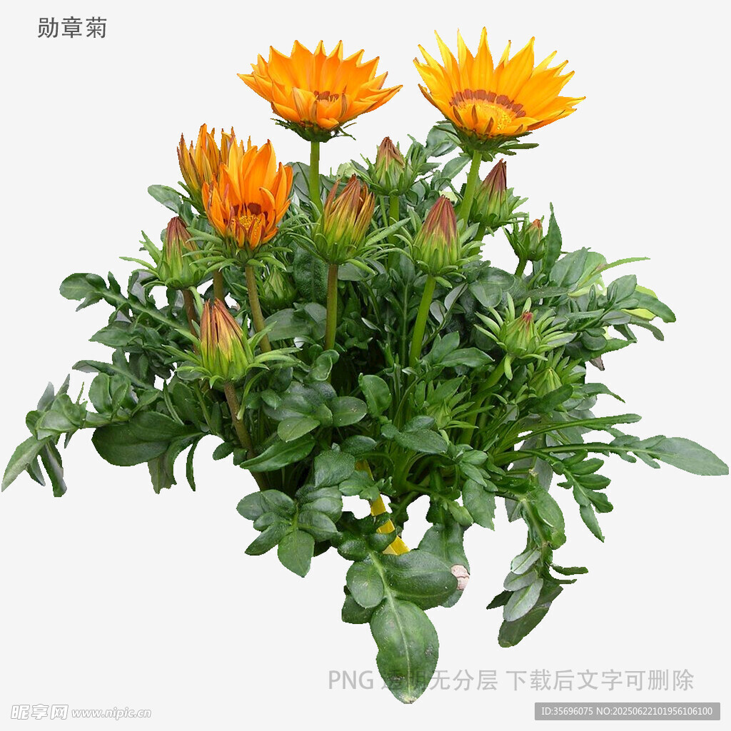 橙色勋章菊盆栽
