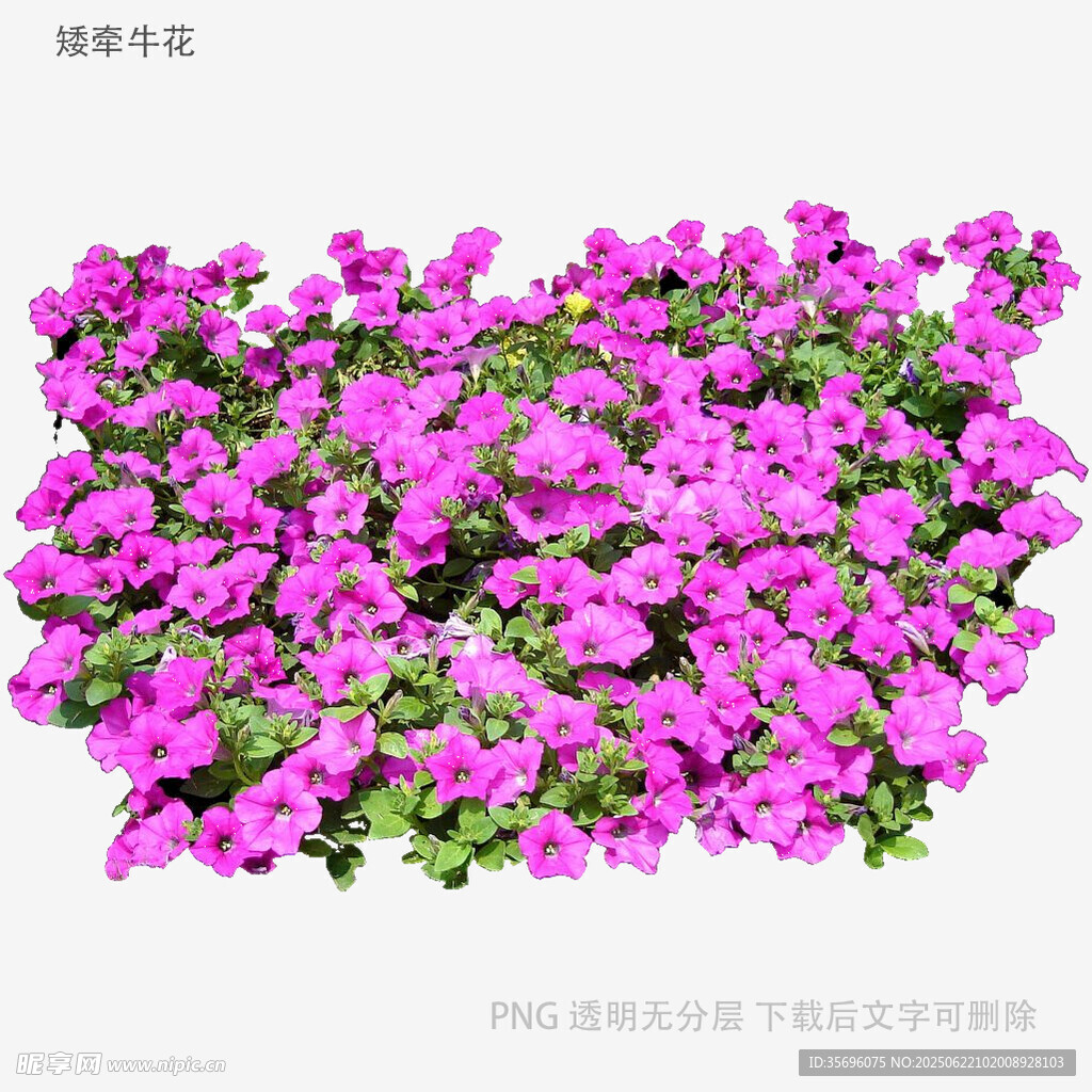 紫色繁花簇拥的美丽景致