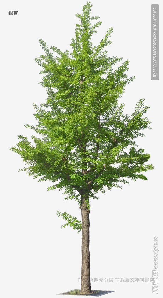 单棵挺拔绿树