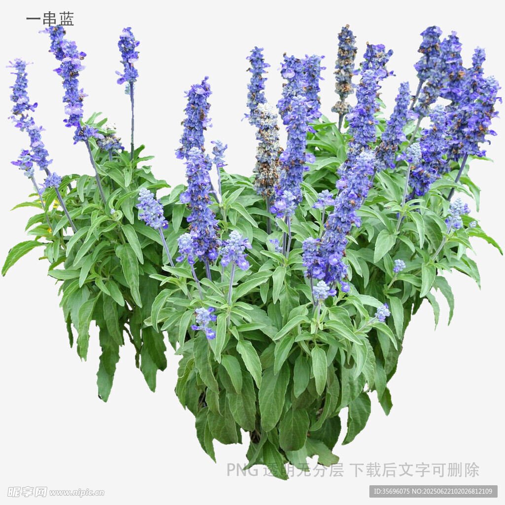 紫色鼠尾草植物特写
