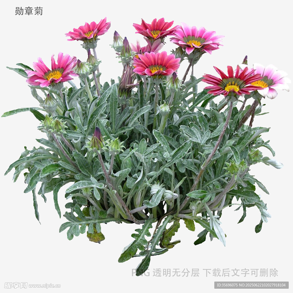 鲜艳粉色勋章菊盆栽