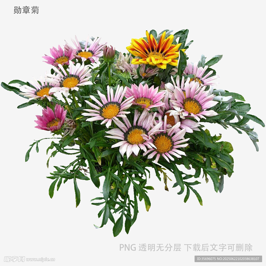 多彩雏菊插花
