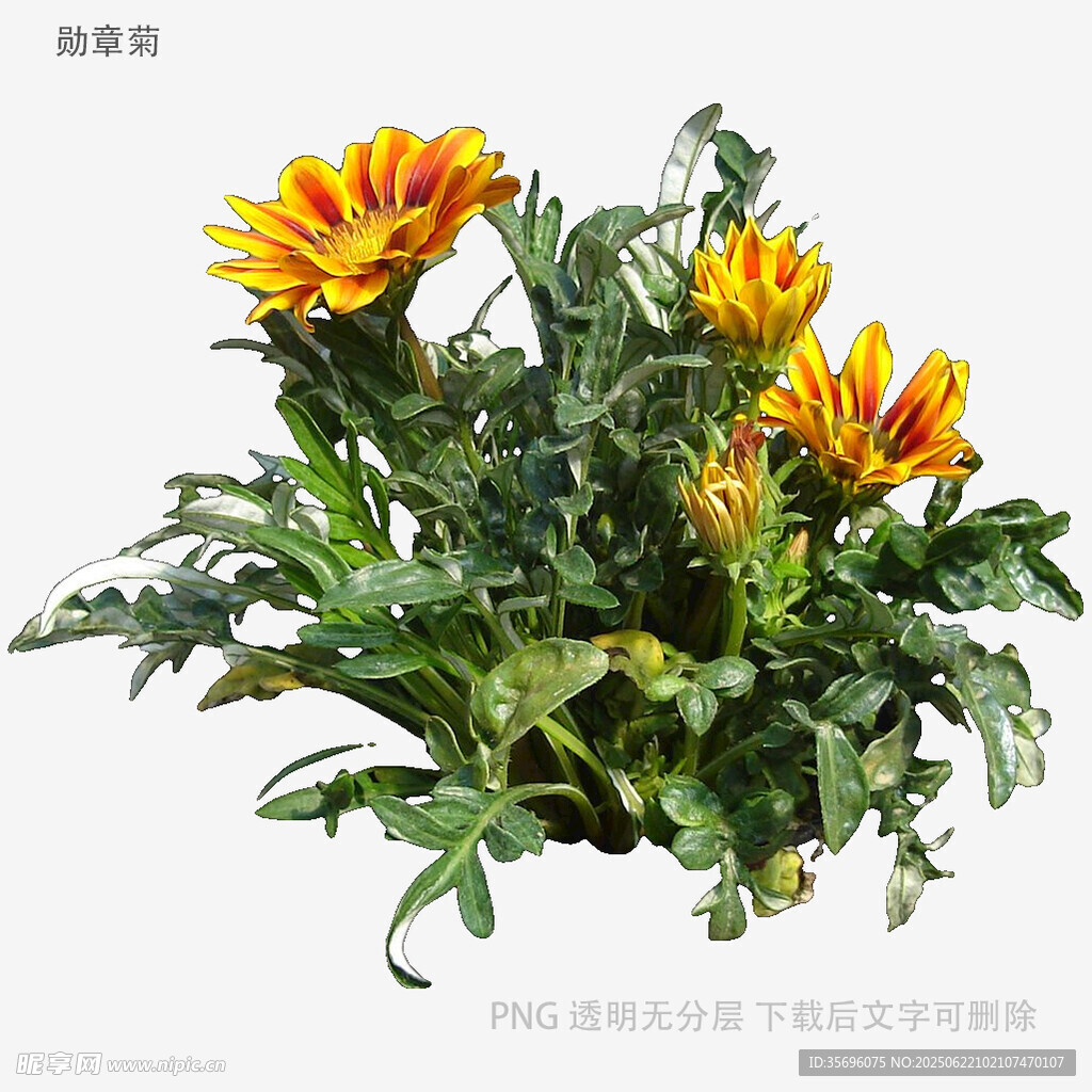 多彩勋章菊盆栽