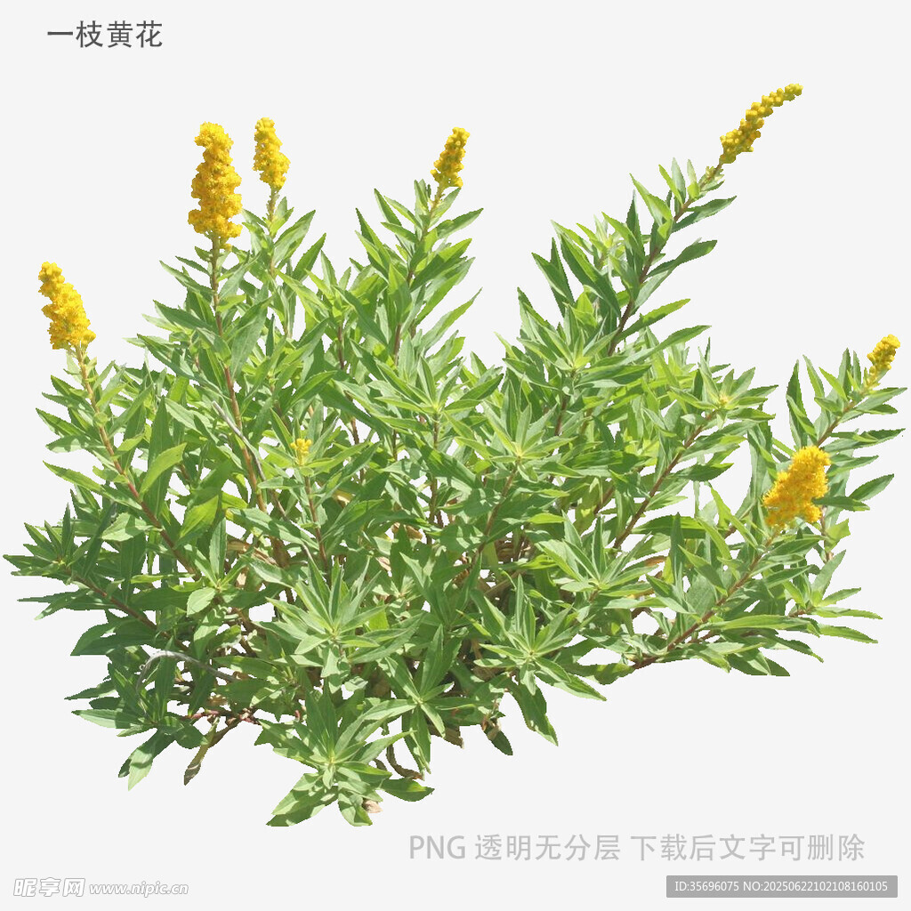 金黄花朵的绿色植物