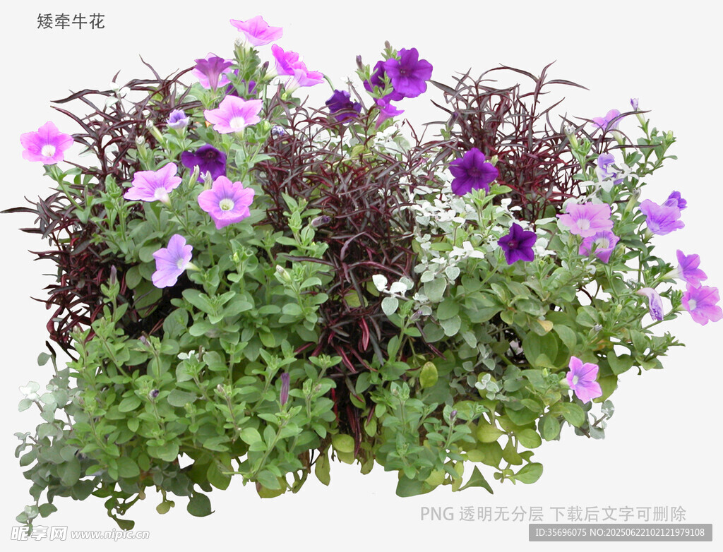 紫色矮牵牛盆栽花卉