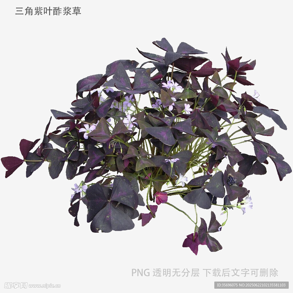 紫叶酢浆草植物特写