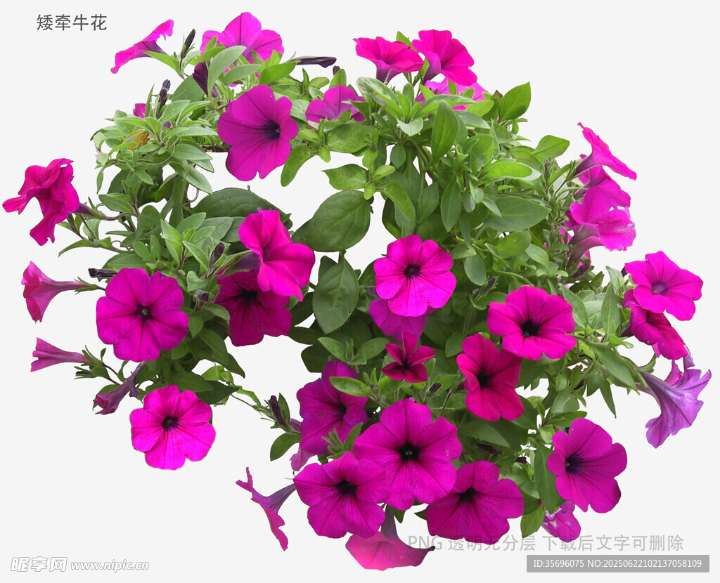 艳丽矮牵牛盆栽花卉