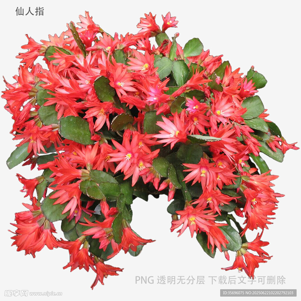 鲜艳蟹爪兰绽放
