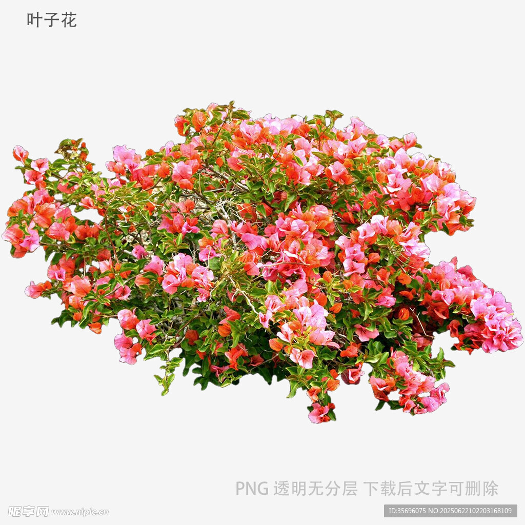 盛开的粉色绣线菊