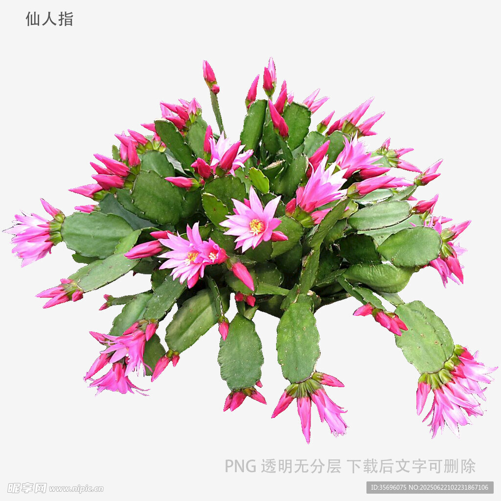 粉色仙人掌花绽放