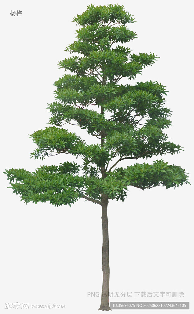单棵绿树植物素材图