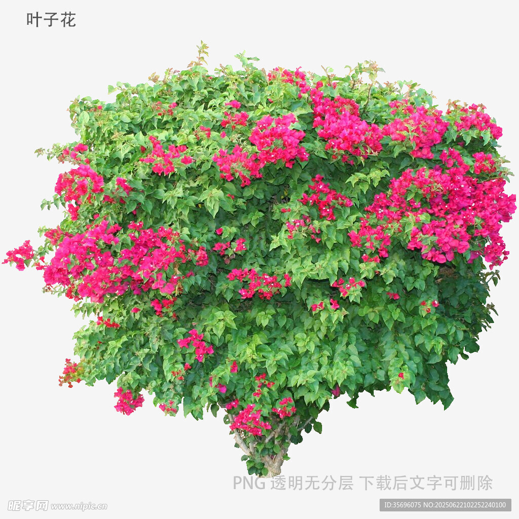 盛开的三角梅