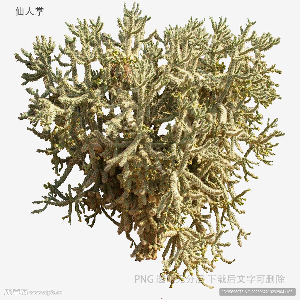 小型丛生植物特写