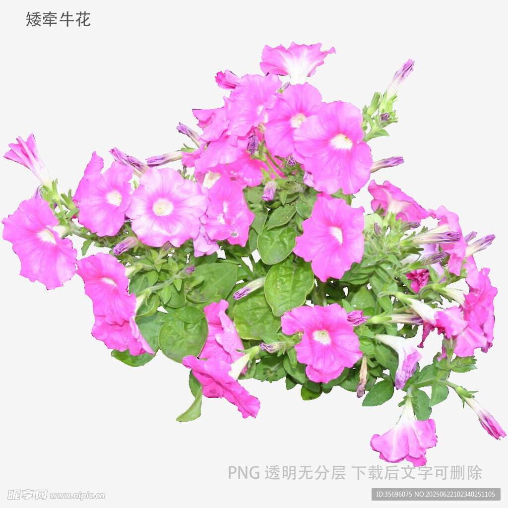 绽放的粉色矮牵牛花