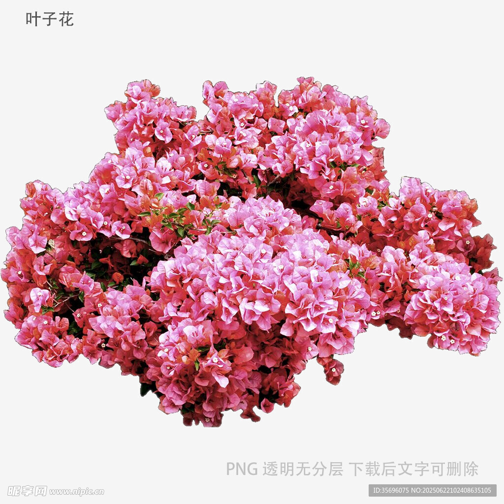 粉色繁茂萼距花特写