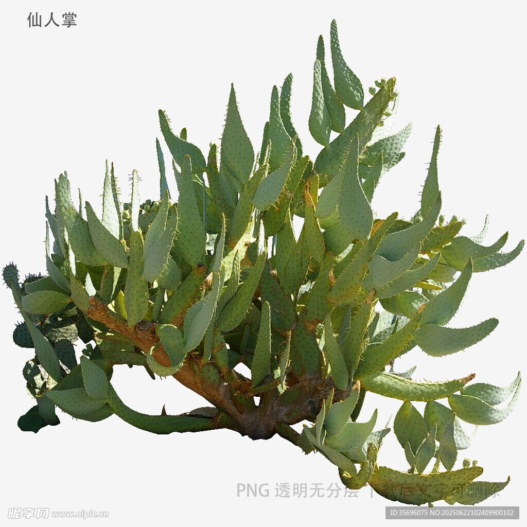 翠绿海草插画