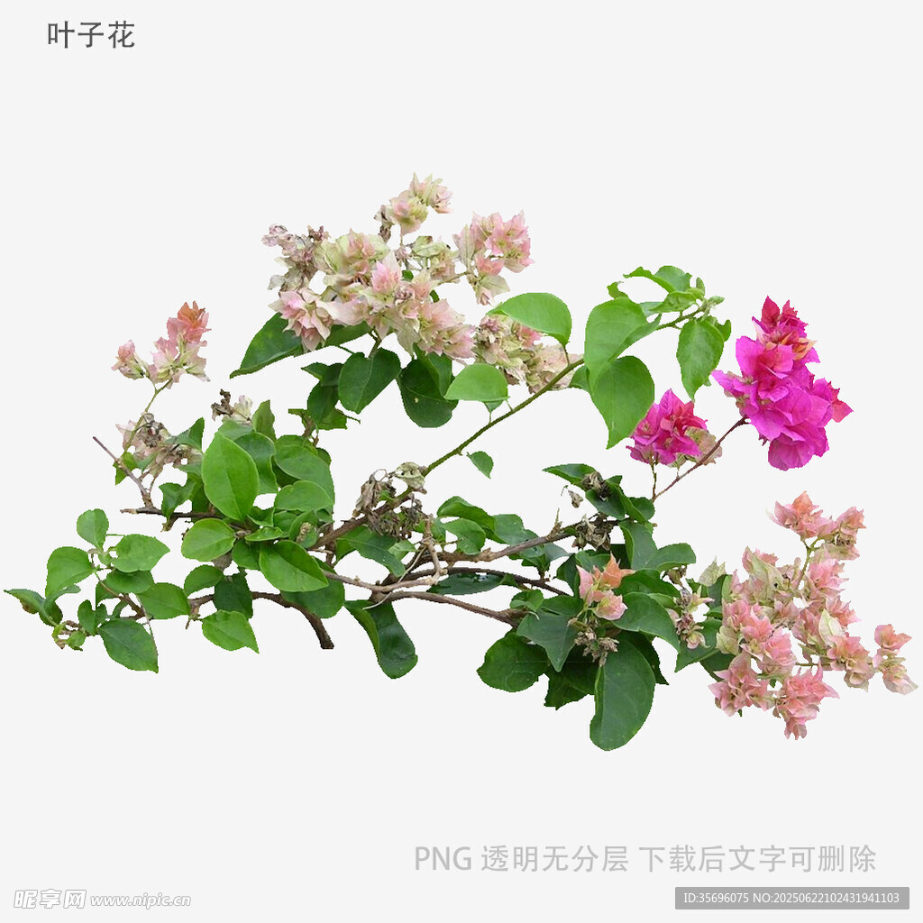 三角梅绽放的美丽花枝