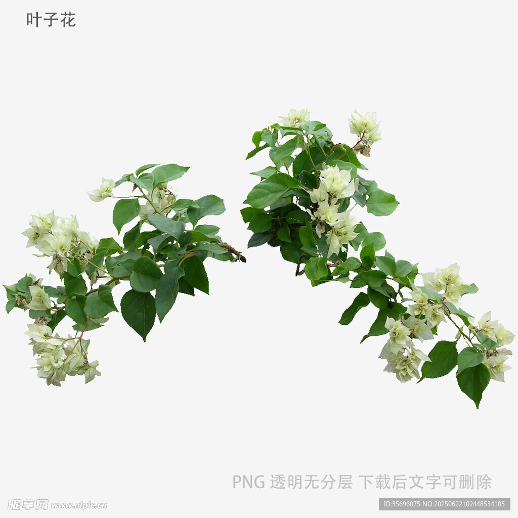 清新白色茉莉花枝