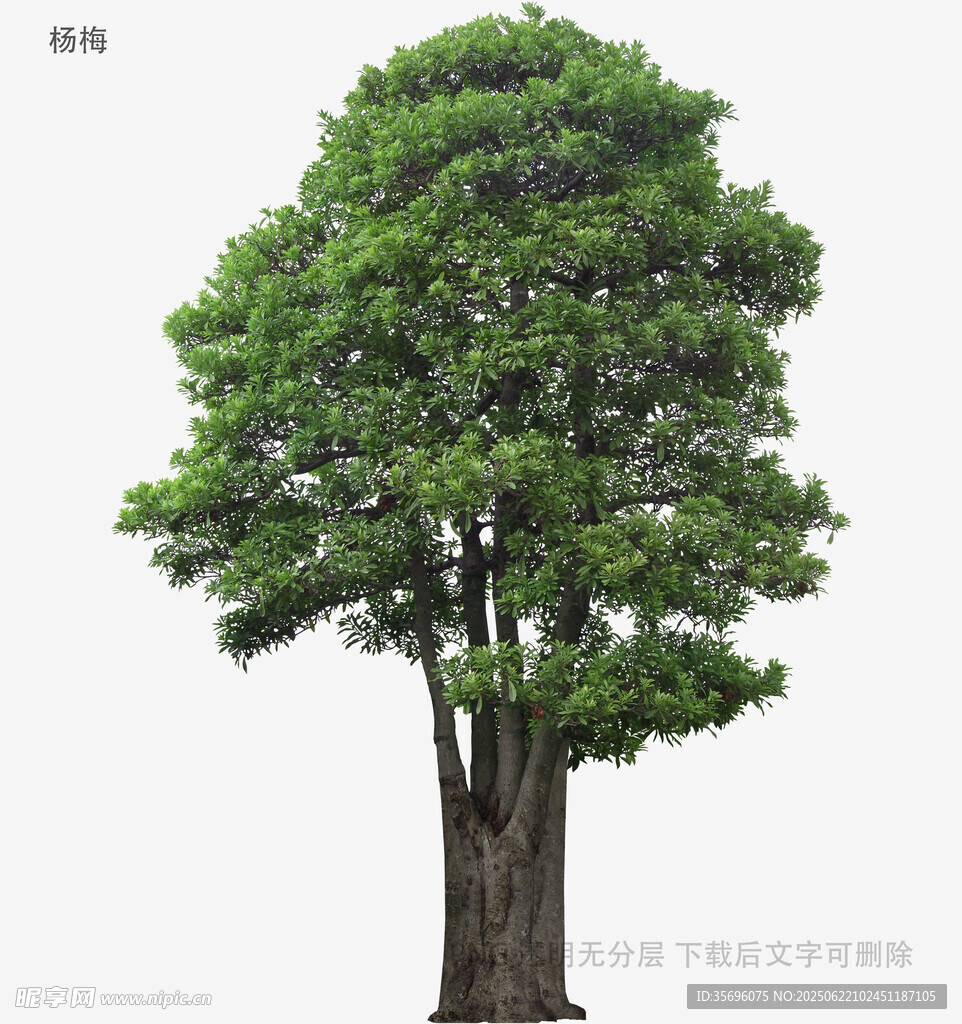 高大茂盛的单棵绿色树木