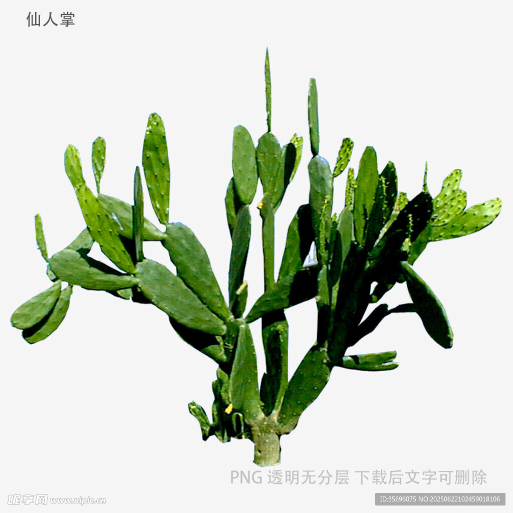 翠绿仙人掌植物特写