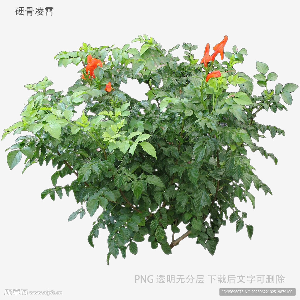绿叶间绽放的艳红花朵