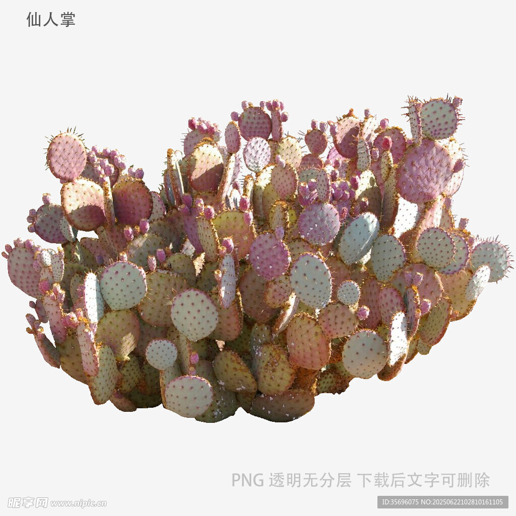 多彩多肉植物特写