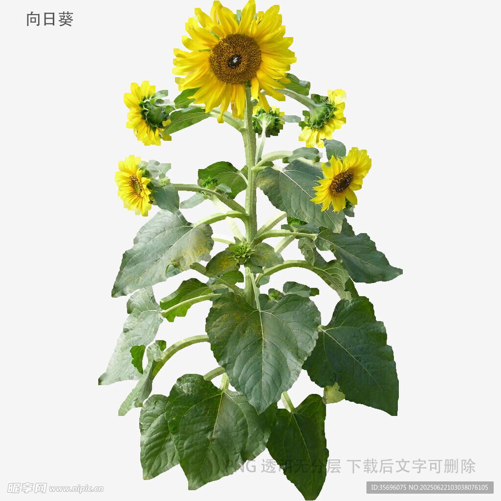 向日葵植株特写