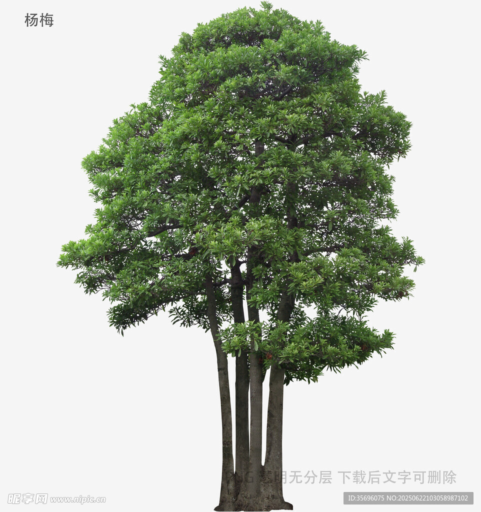 高大葱郁的多干树木