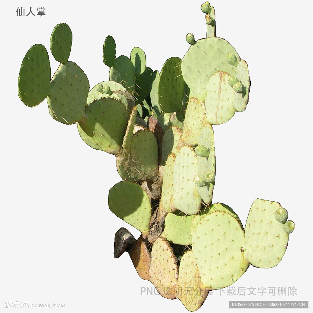 翠绿仙人掌特写