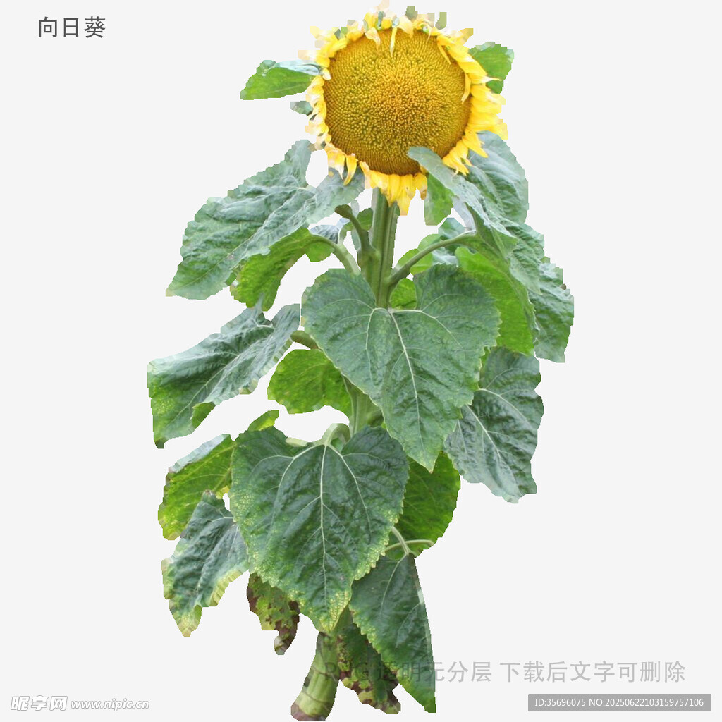 绽放的向日葵植株