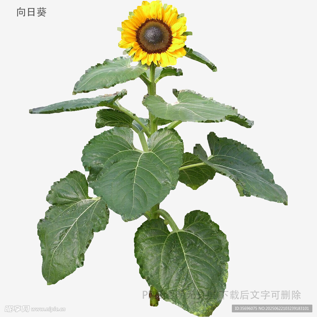 单株向日葵特写